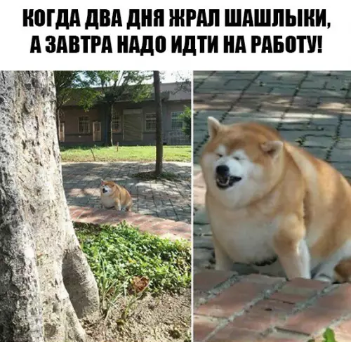 Смешная картинка №271814