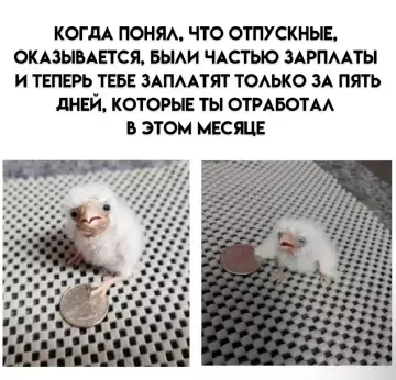 Смешная картинка №763344 зарплата