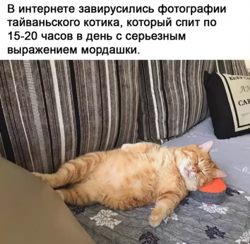 Смешная картинка №531332 как же мы тебя понимаем, котик.