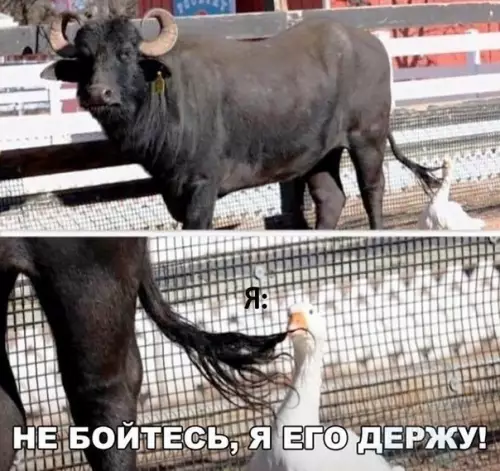 Смешная картинка №218622 Когда успокаиваешь разъярённого друга.