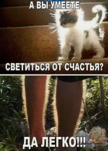 Смешная картинка №664960 картинки коты