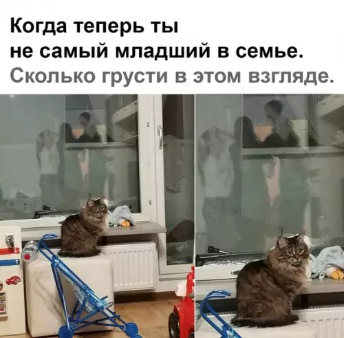 Смешная картинка №452157 Жалко пушистика. кошки