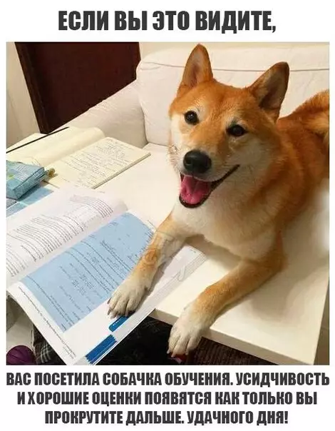 Смешная картинка №253682 учеба, собаки