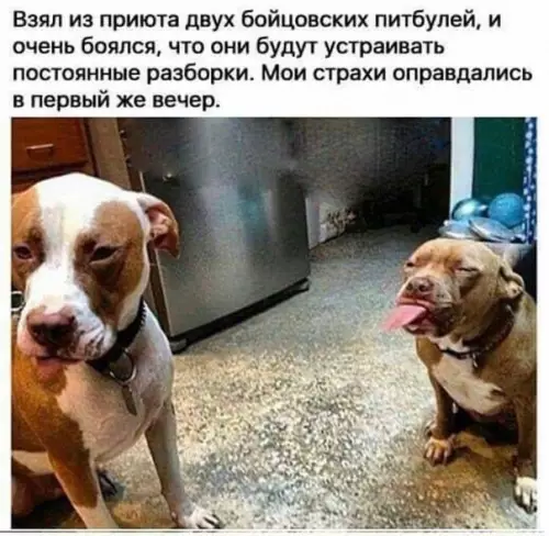 Смешная картинка №482809 А как он хотел ?