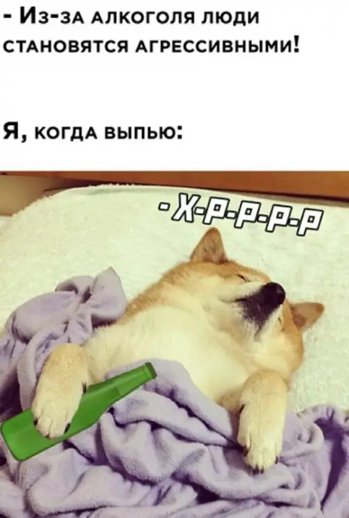Тот самый тип после пятничного кекса 🐕💤 - - Из-за алкоголя люди становятся агрессивными! Я, когда выпью: -