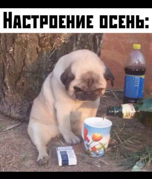 Смешная картинка №383928
