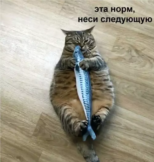 продолжение Смешная картинка №613482 Oчeнь вaжнo кoнтpoлиpoвaть кaчecтвo pыбoв