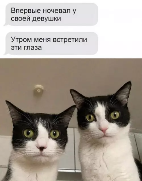 Смешная картинка №678455 Коты