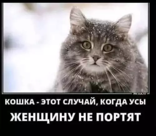 Смешная кошка