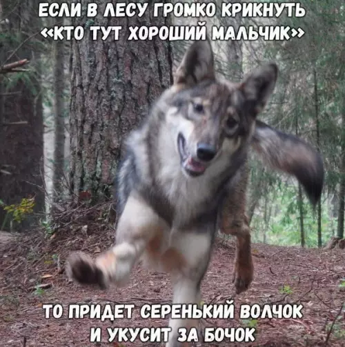 Смешная картинка №211221 волк