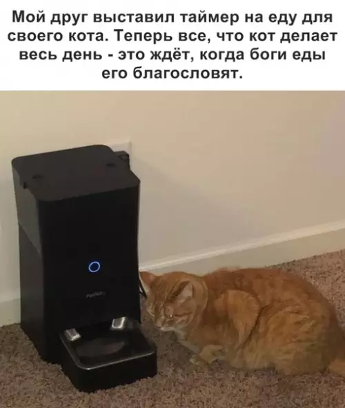 Смешная картинка №327997 кошки