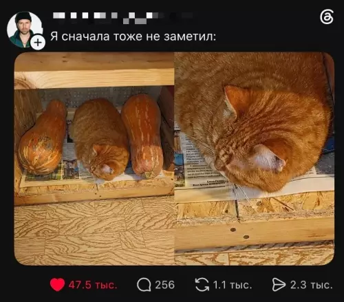 Кот или тыква? Скрытый маскировщик 🎃🐱 - Я сначала тоже не заметил: