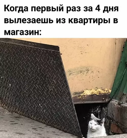 Выход в свет после спячки 🐈 - Когда первый раз за 4 дня вылезаешь из квартиры в