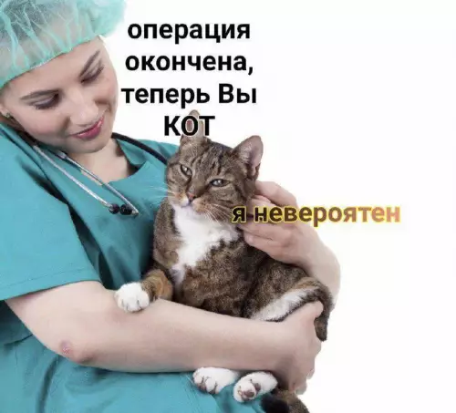 Смешная картинка №701410 Коты