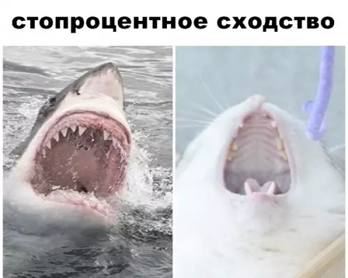 Смешная картинка №292852