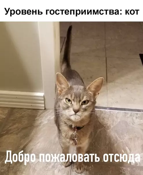 Смешная картинка №357474 коты