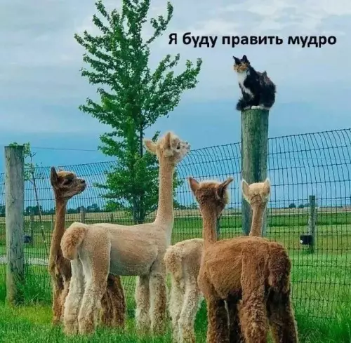 Смешная картинка №781023