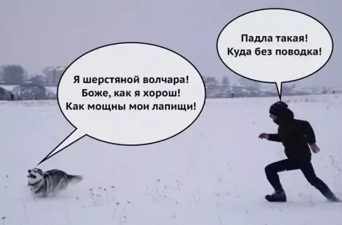 Смешная картинка №440822 Собаководам посвящается