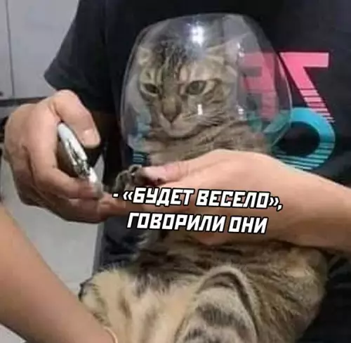продолжение Смешная картинка №619532