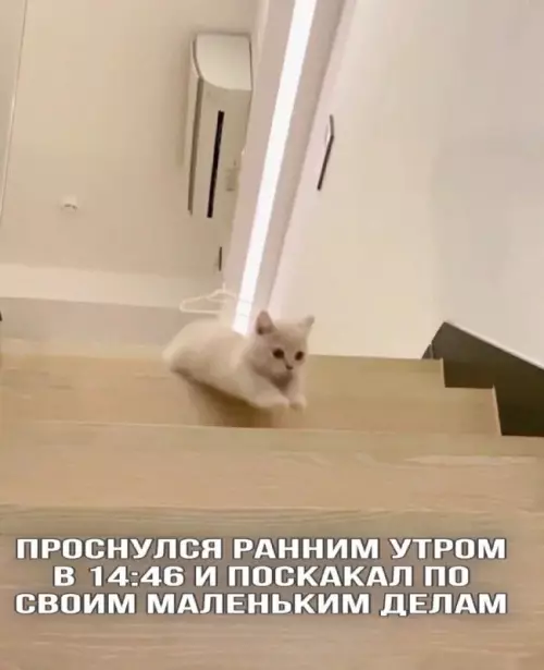 Смешная картинка №711481