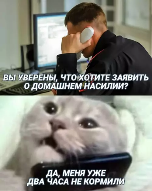 Смешная картинка №666108 коты
