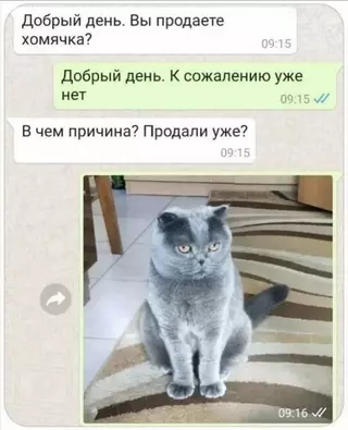 Смешная картинка №722218 Коты