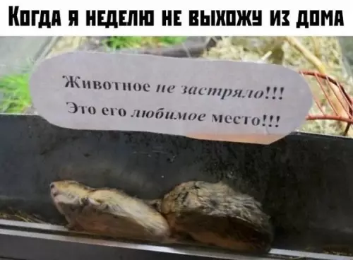 Смешная картинка №415529 животные