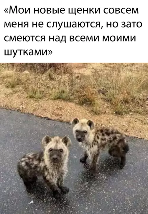 Смешная картинка №649678