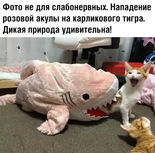 Смешная картинка №377956