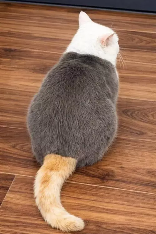 Кот с необычной окраской