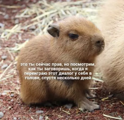 Смешная картинка №637471 Я после спора с кем-то: