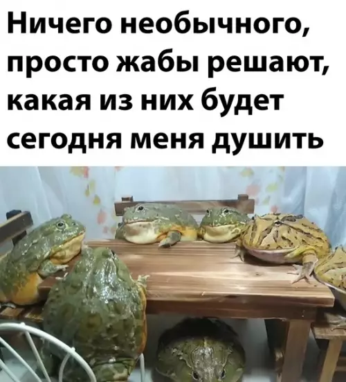 Смешная картинка №615654