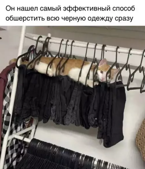 Смешная картинка №728279 Коты