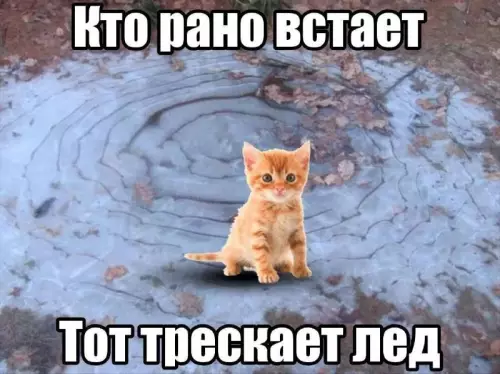 Ранние подъемы — это не только бодрость! 🐱❄️ - Кто рано встает Тот трескает лед