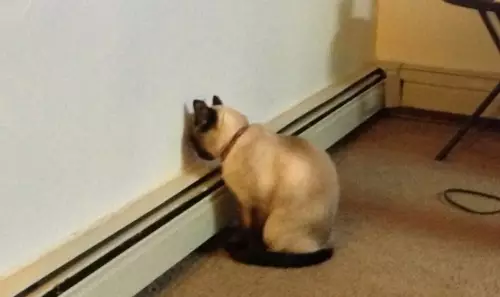 продолжение Смешная картинка №796576