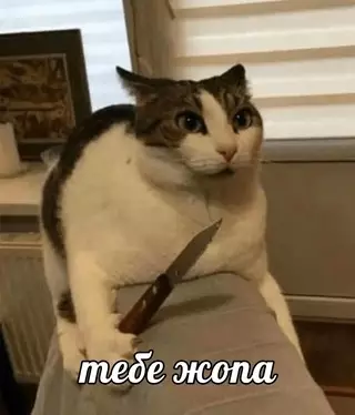 Смешная картинка №703052 Я: *на пять минут опоздал с кормежкой* 
 
Кот: