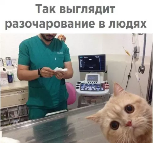 Смешная картинка №275893 животные