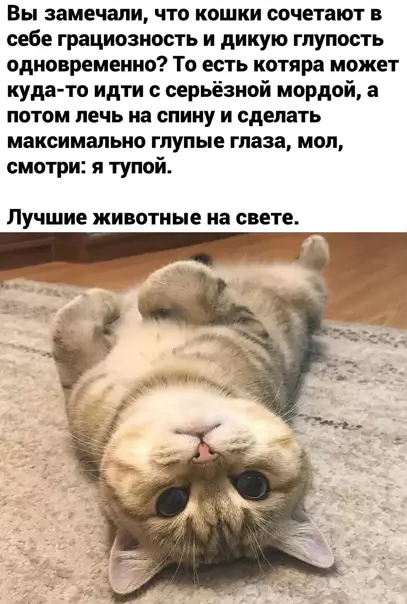 Смешная картинка №553879 Лучшие животные на свете