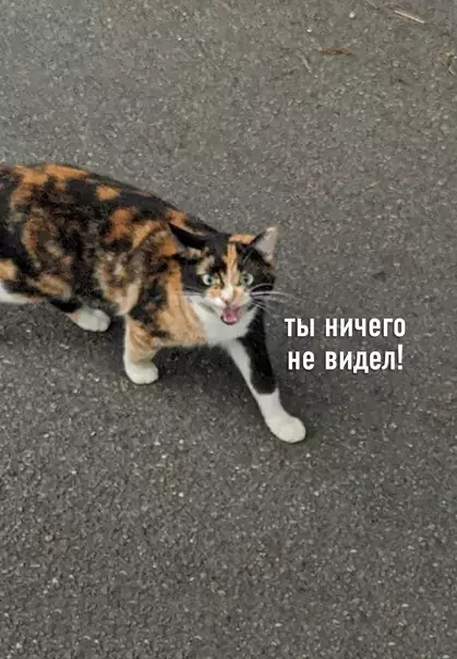 продолжение Смешная картинка №584050