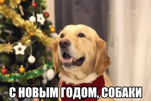 Смешная картинка №236215