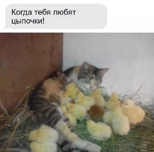 Смешная картинка №738847 Цыпочки