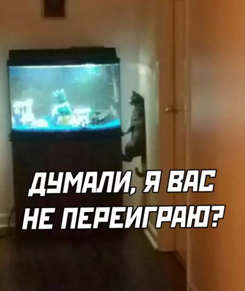 продолжение Смешная картинка №583957 коты