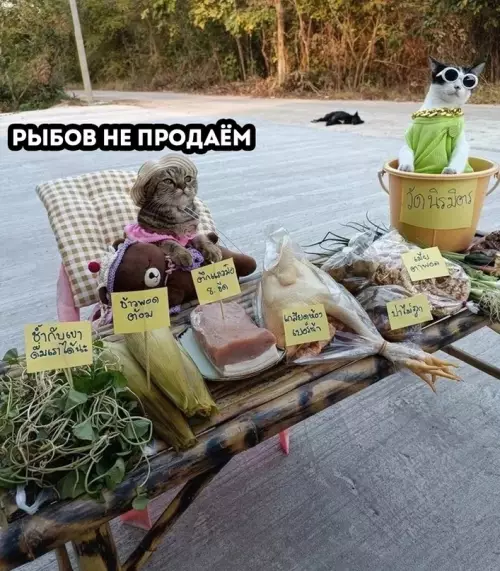 Смешная картинка №626253 Дoмaшнee