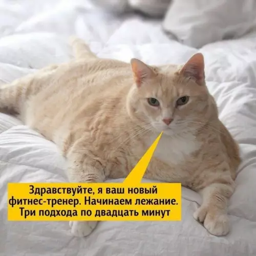 Смешная картинка №444923 Вот такой фитнес мне по душе