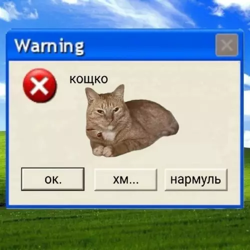 Внимание! Обнаружен максимально серьезный кошко 🐈 - Warning КОЩКО OK. ХМ... нармуль