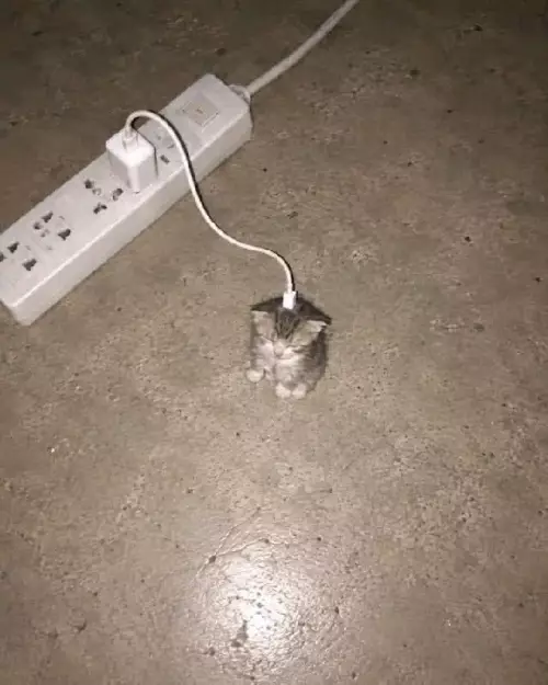 Когда забыл зарядить кота ⚡️🐱