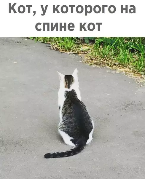 Смешная картинка №258047