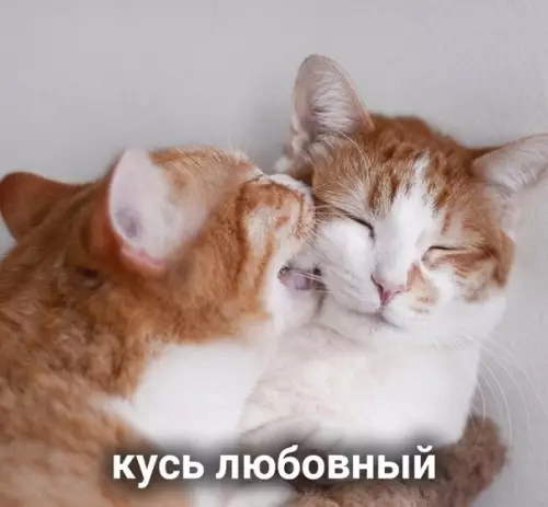 продолжение Смешная картинка №573295 Виды кусь: кошки