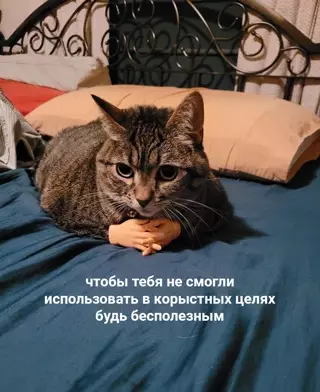 Смешная картинка №635281 Рубрика "совет от кота"