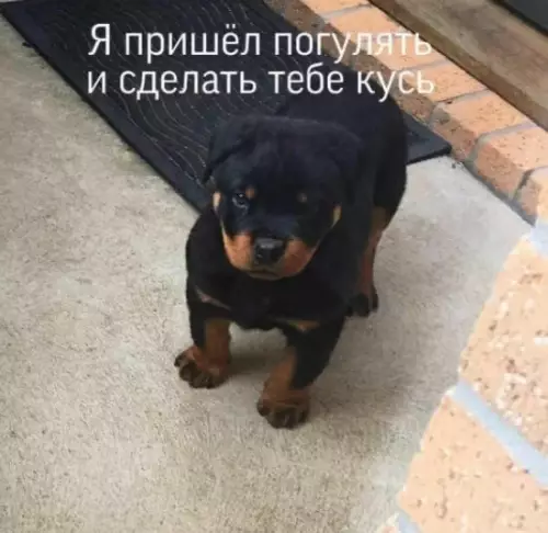 Смешная картинка №533056 Сaмaя злaя бyлoчка.